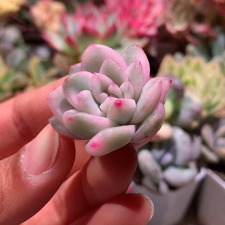 冰月亮腹轮锦侧芽