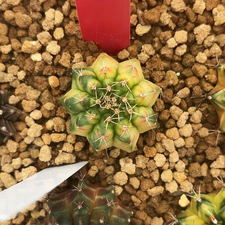 新*户615-0525泰国发货