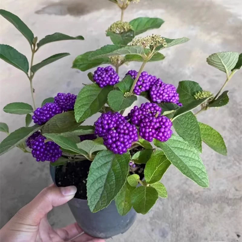 紫珠盆栽多年生耐热耐寒适合阳台庭院的观果植物