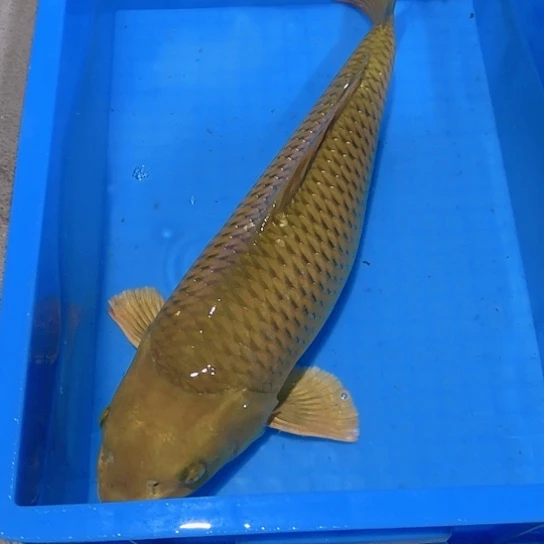 海水赤木芒果茶鲤