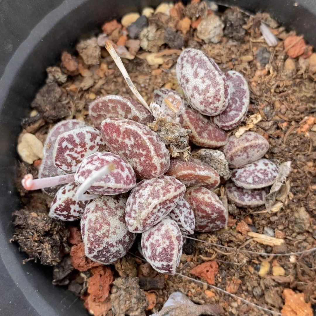 一物一拍精品多_水泡