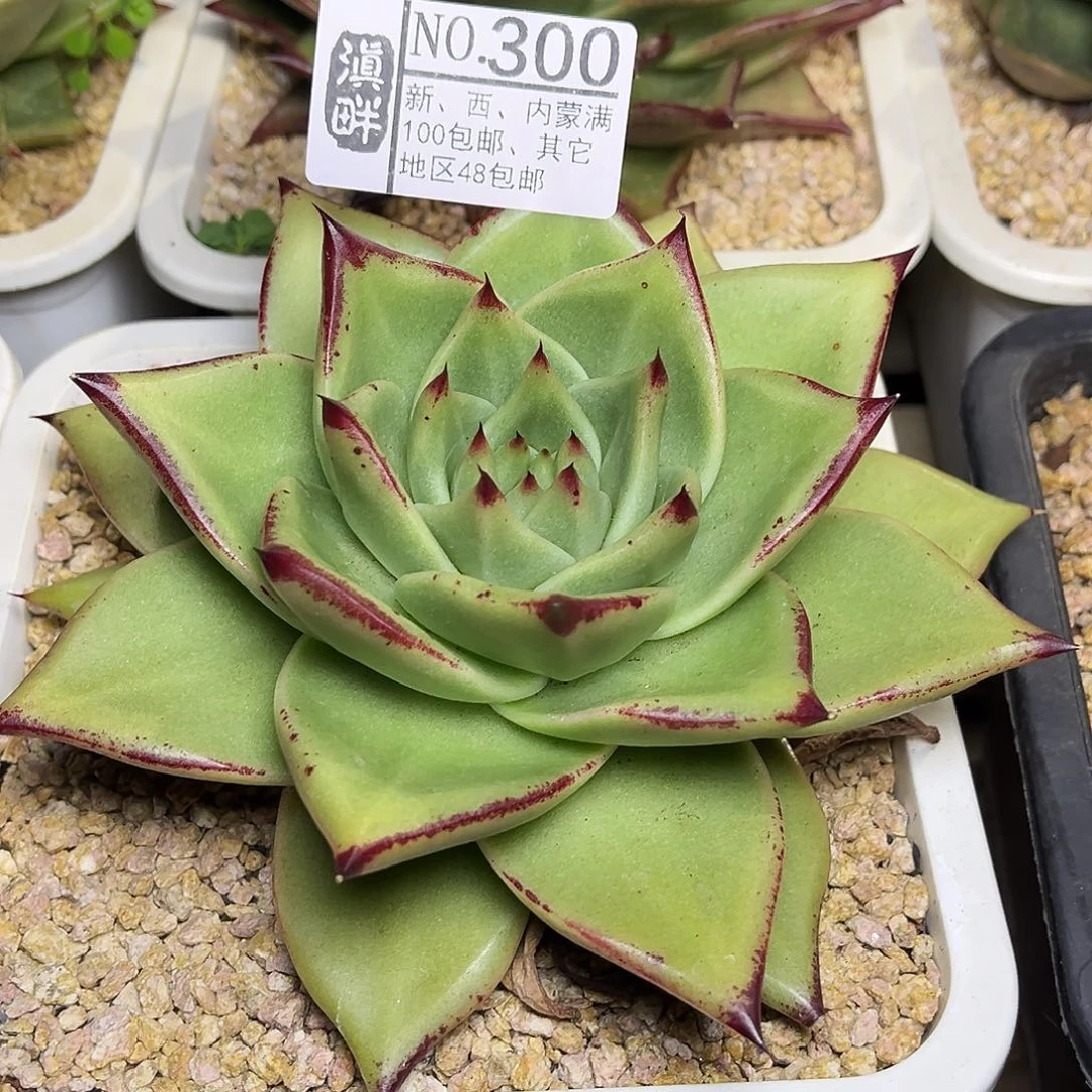 300……………………………………冬云