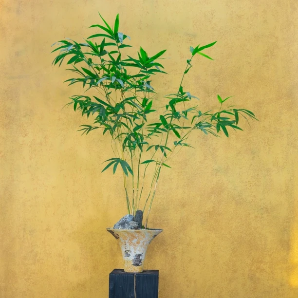 琴丝竹搭配手工陶盆