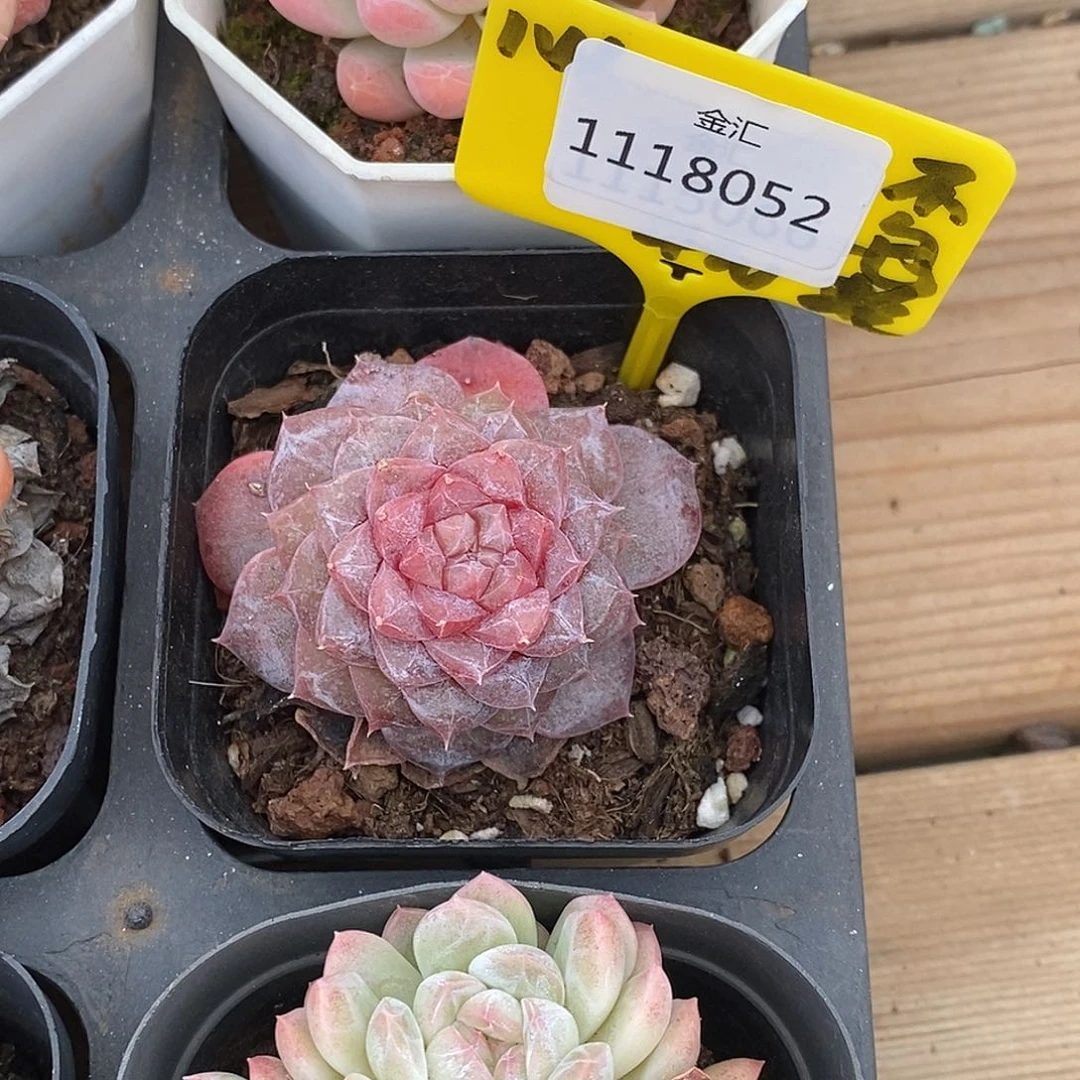 喵*呀1118052珍妮，多肉植物