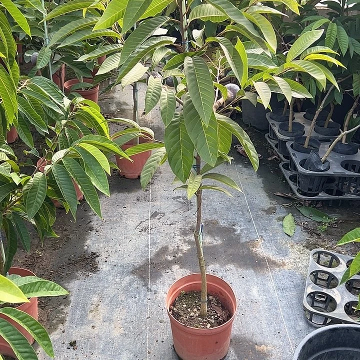 康***天使235555997888888