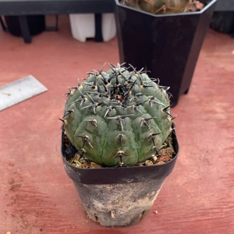 实生黑刺凤头5仙人球