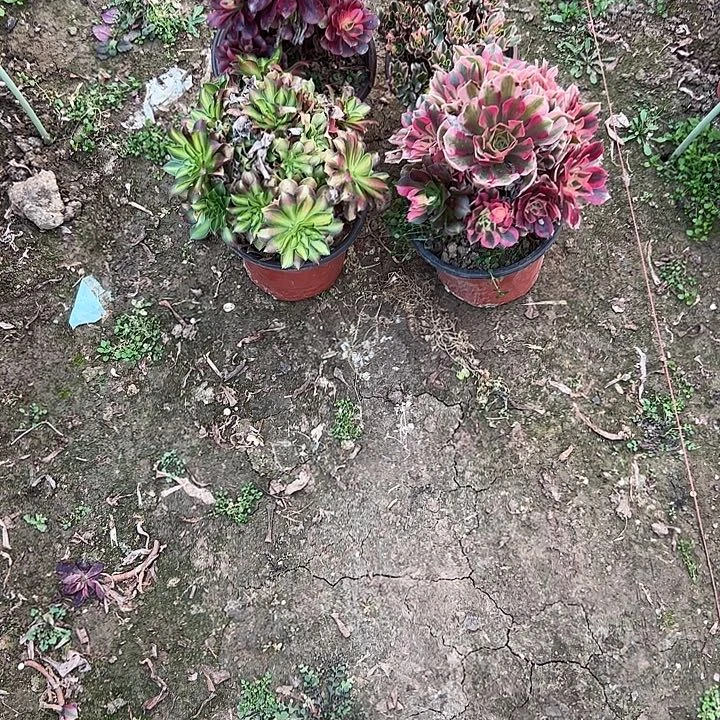 一单包邮不包侧枝35