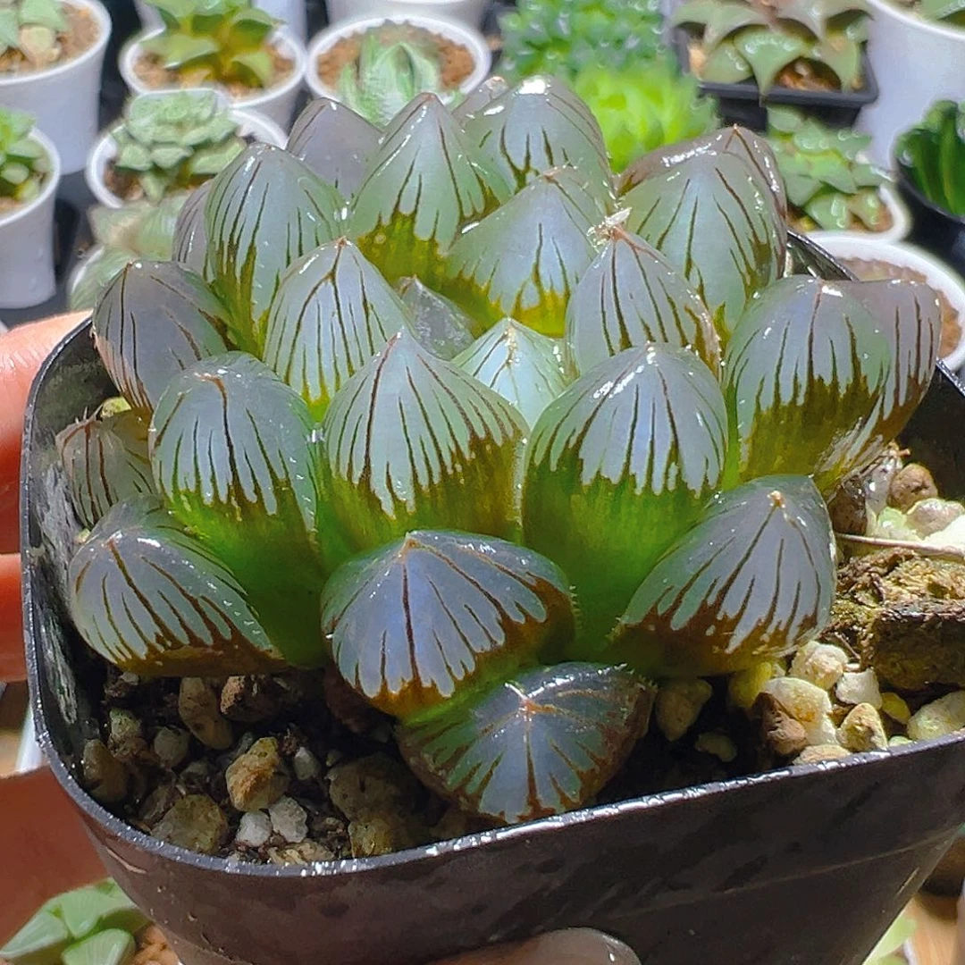 龙爪玉露多肉多肉多肉一颗