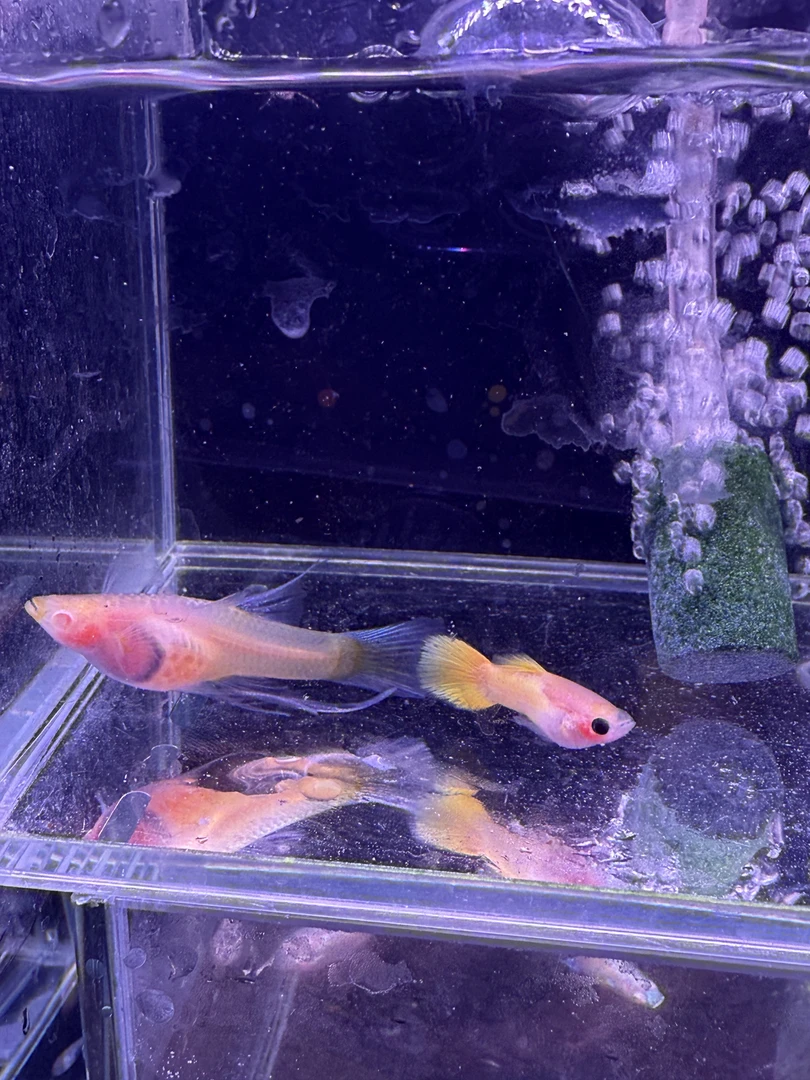 黄金玻璃猫C孔雀鱼【无开箱视频不报损】