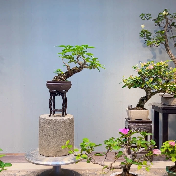 神****当前无花栽培后可以开花紫花三角梅