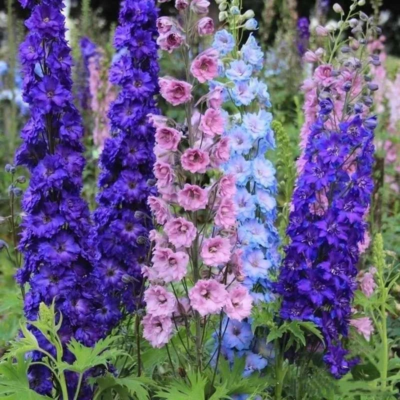 大花飞燕草盆栽花苗多年生花园花镜高杆线条花卉花期长好看好养