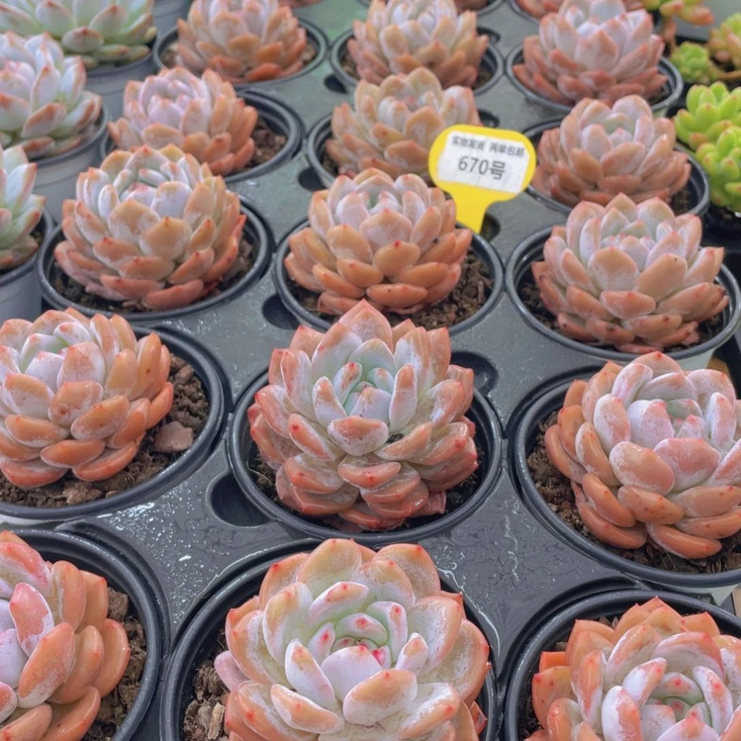 670号 果冻韩版仙女橙大单头3个