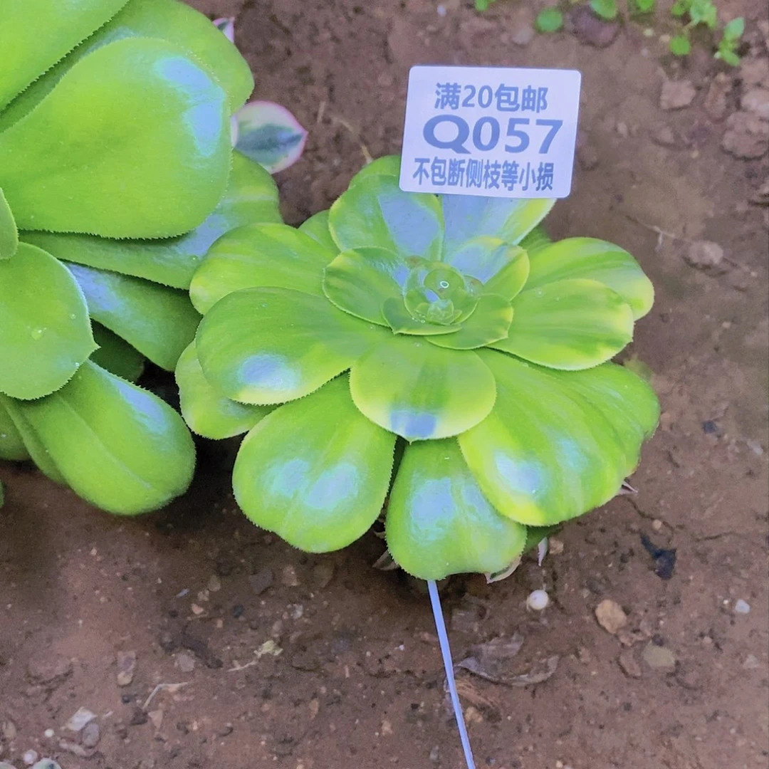 057八尺镜七彩多肉嫁接