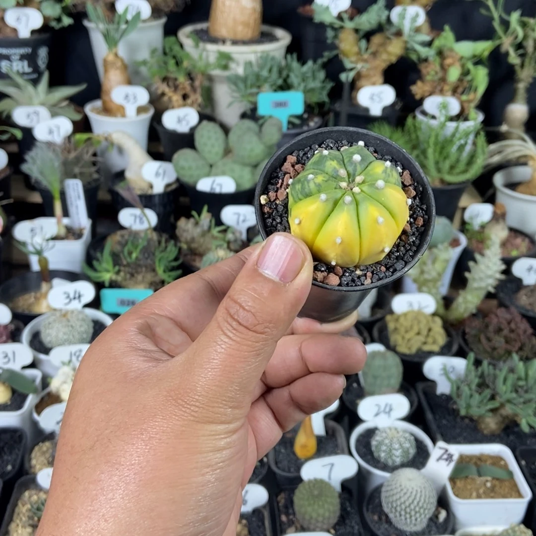 兜锦一个一物一拍