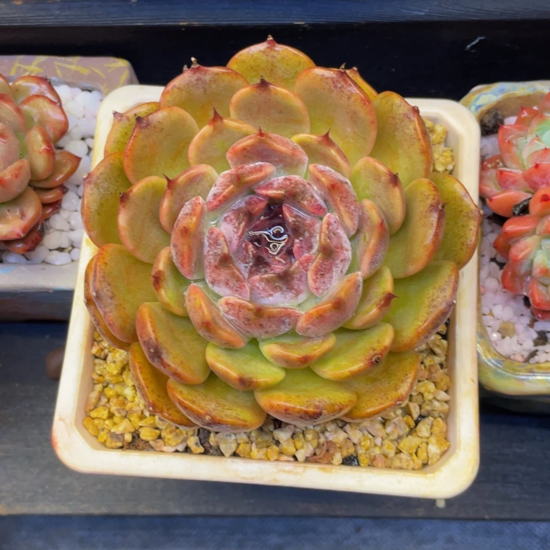 多肉植物盆栽多肉