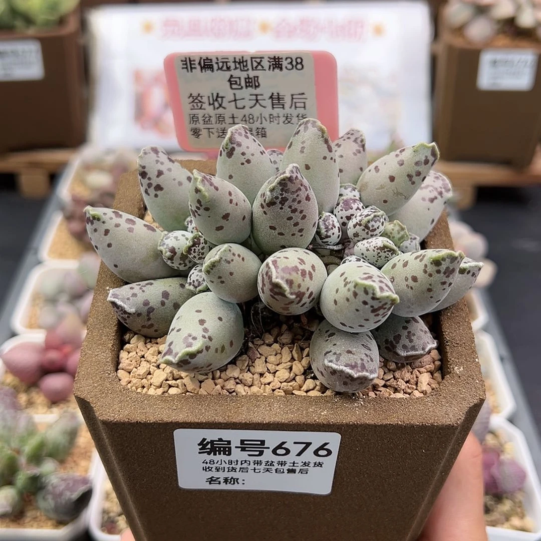 676白肌海豹多肉