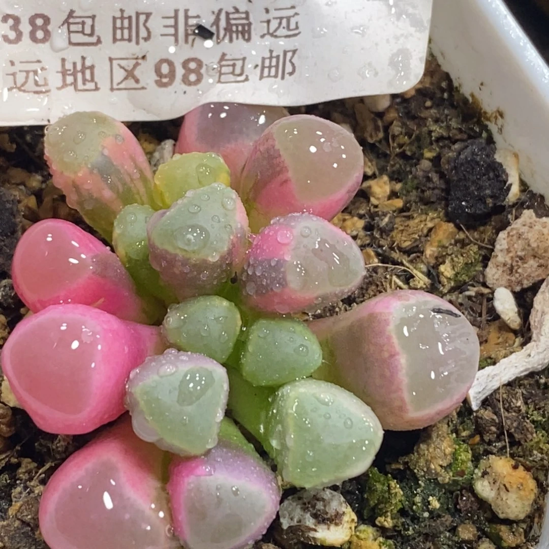 455五十铃玉锦群生带根