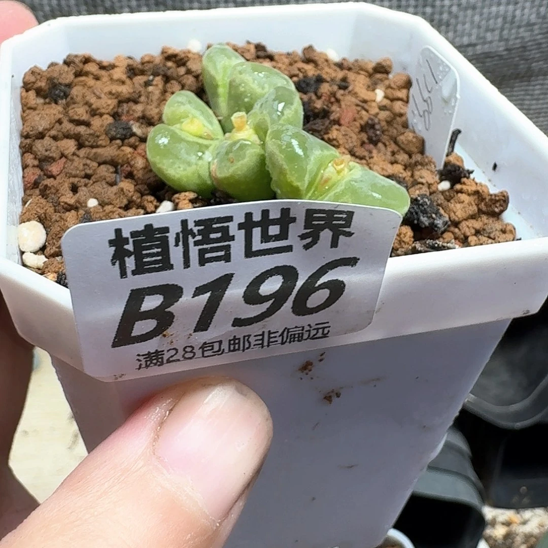 drzwdra多肉植物的润泽rf