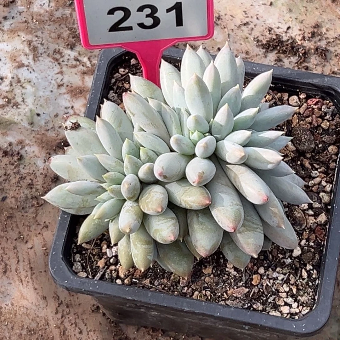 多肉植物彩体哥特缀231