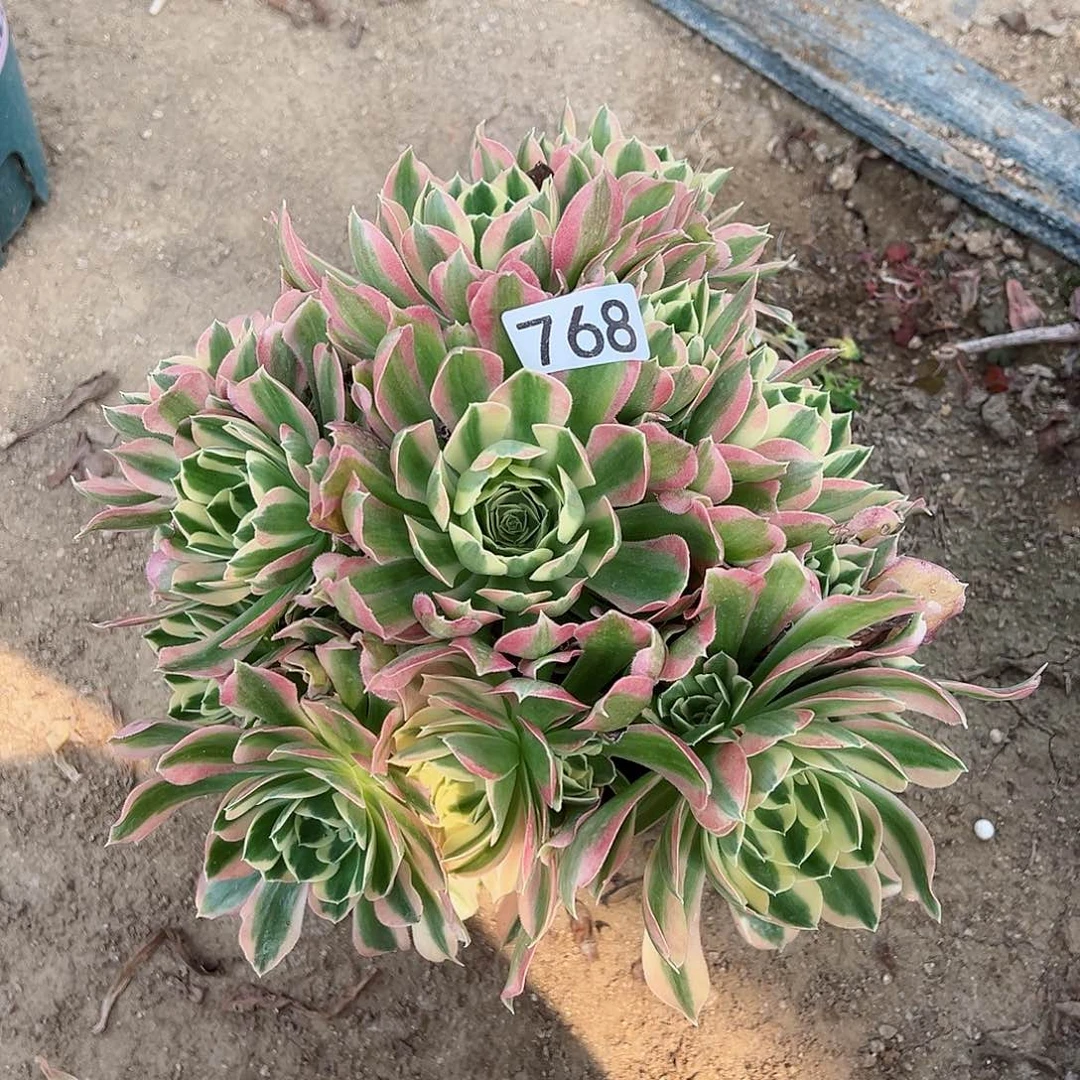 紫砂茶宠白凤老桩一颗768