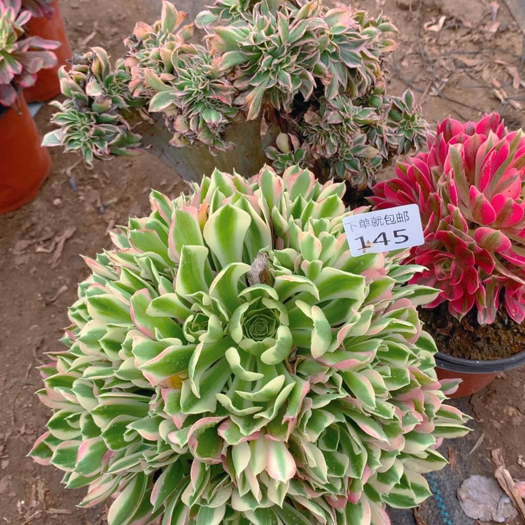 145法师组合老桩多肉