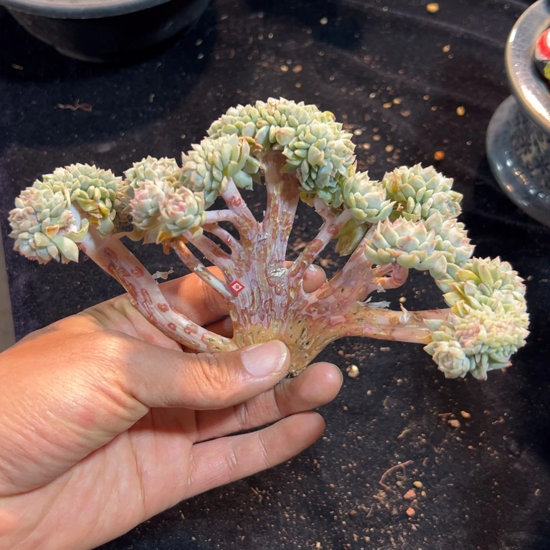 新年快乐 新年快乐