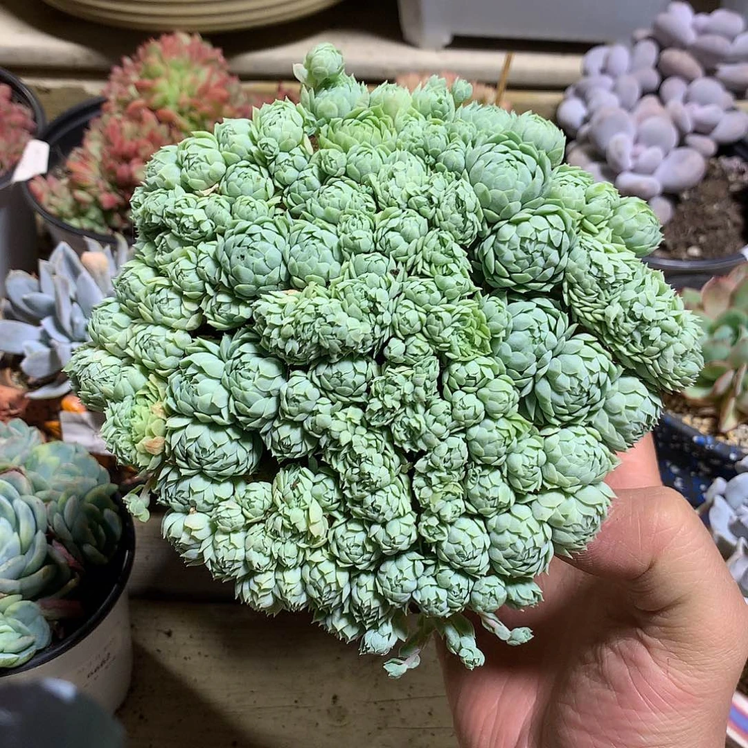 6500羊脂球缀化满天星一颗15厘米