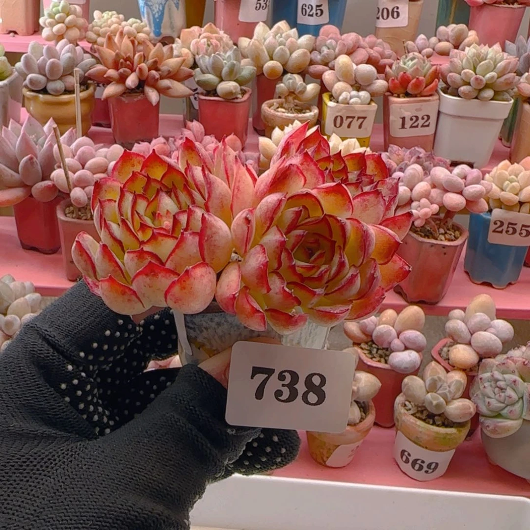 锋梦幻玫瑰738 （38元包邮），带盆土发，月鸣多肉。