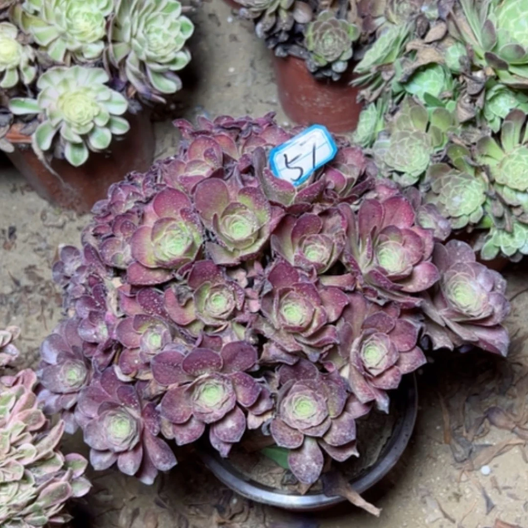 【闪购商品】多肉植物魅金57