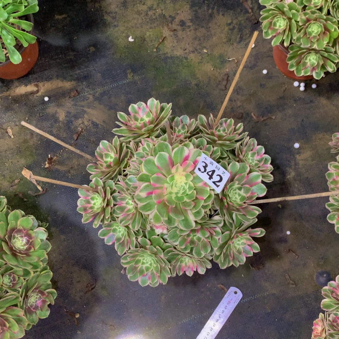 晚*。多肉植物342孔雀翎888888
