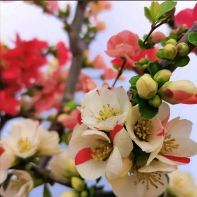 原生 长寿宝 海棠花 小苗带花苞