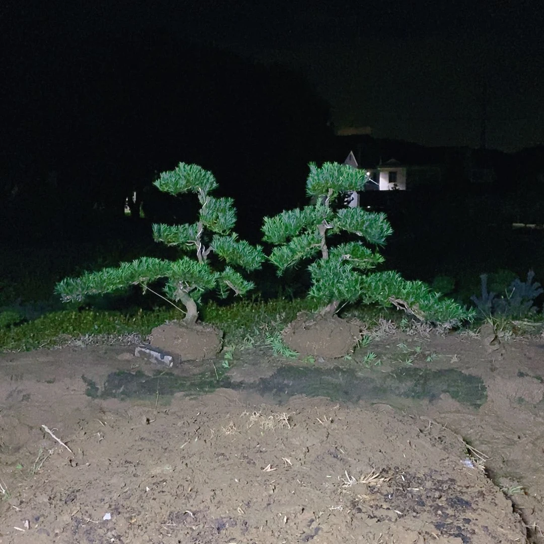 直播间罗汉松550/2颗
