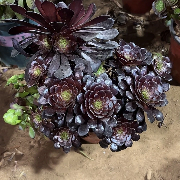 梵*多肉植物法师墨铜120