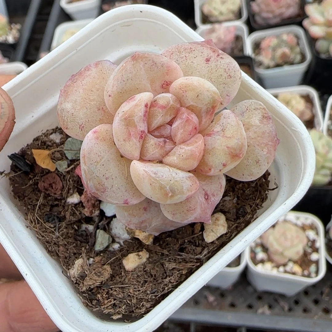 多肉小卡拉米糖心一物一拍