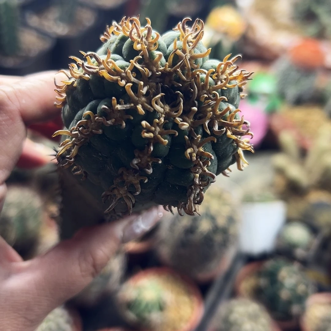 天平猫爪仙人球111111111