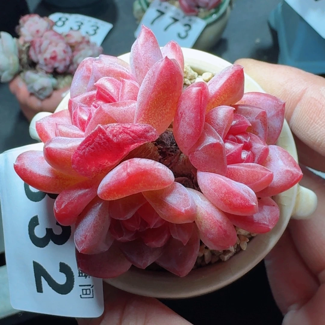 灯芯琥珀      愿你一路坦途，乘风破浪展宏图