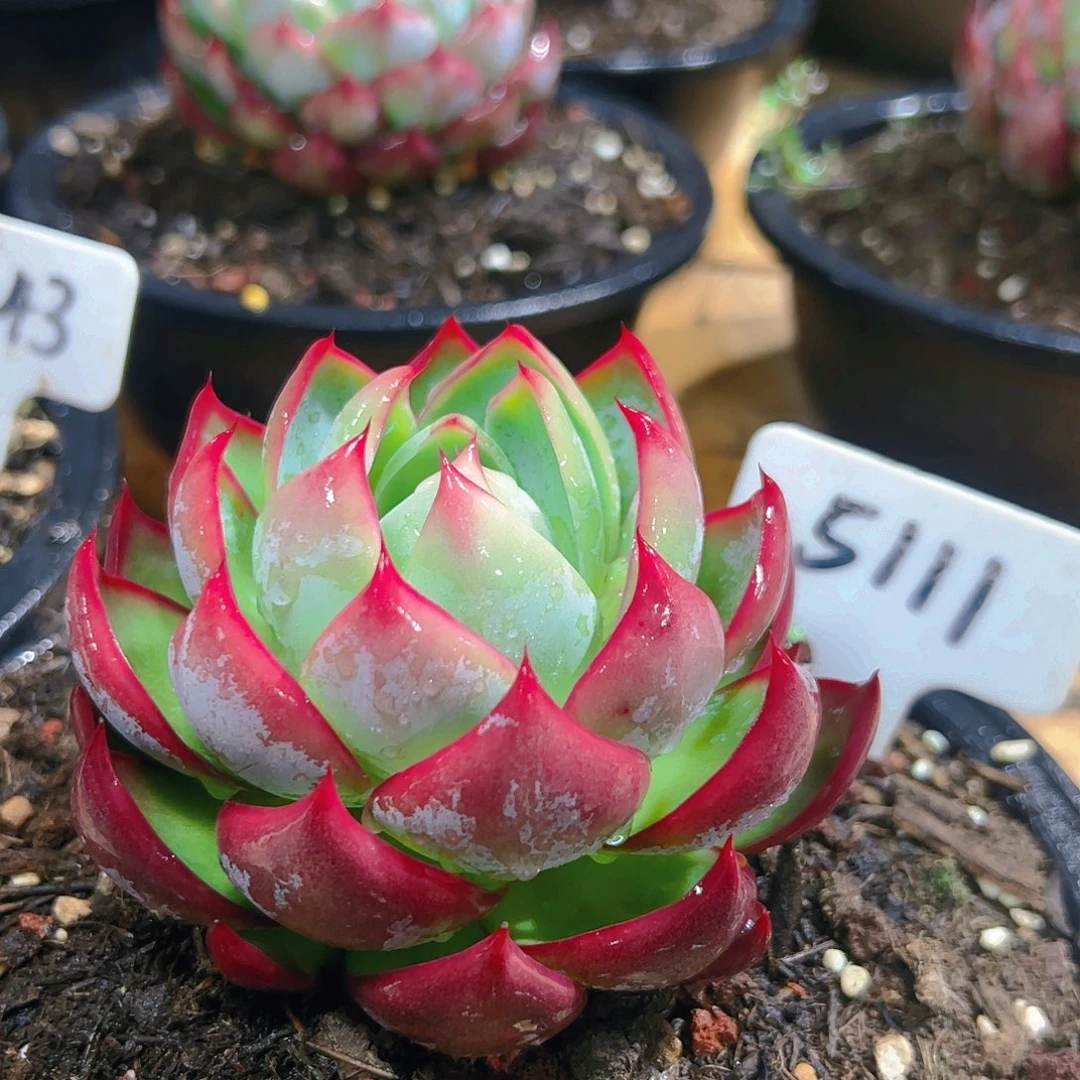 惊鸿仙子一物一拍5111号