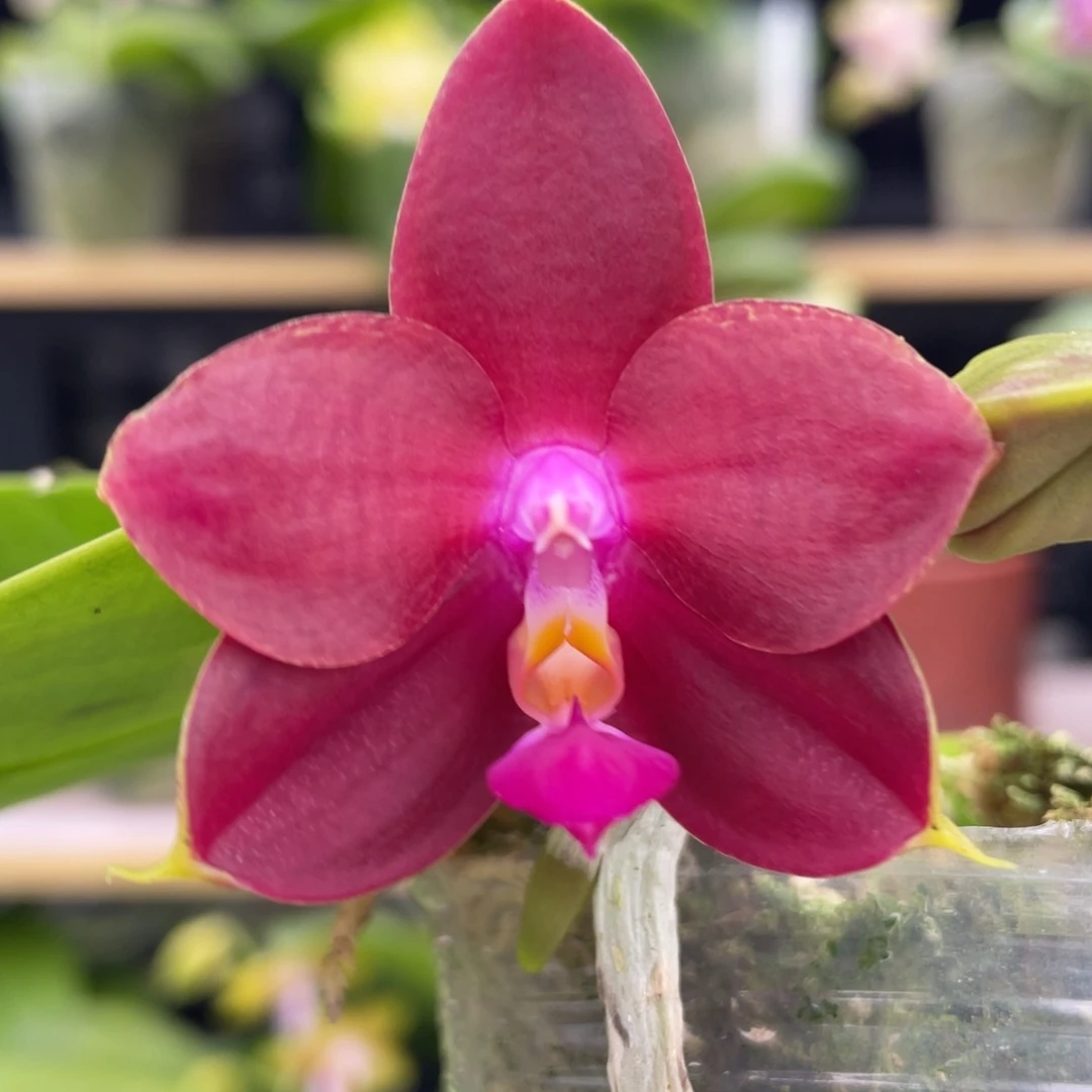 大部分开放少量花苞开播福利