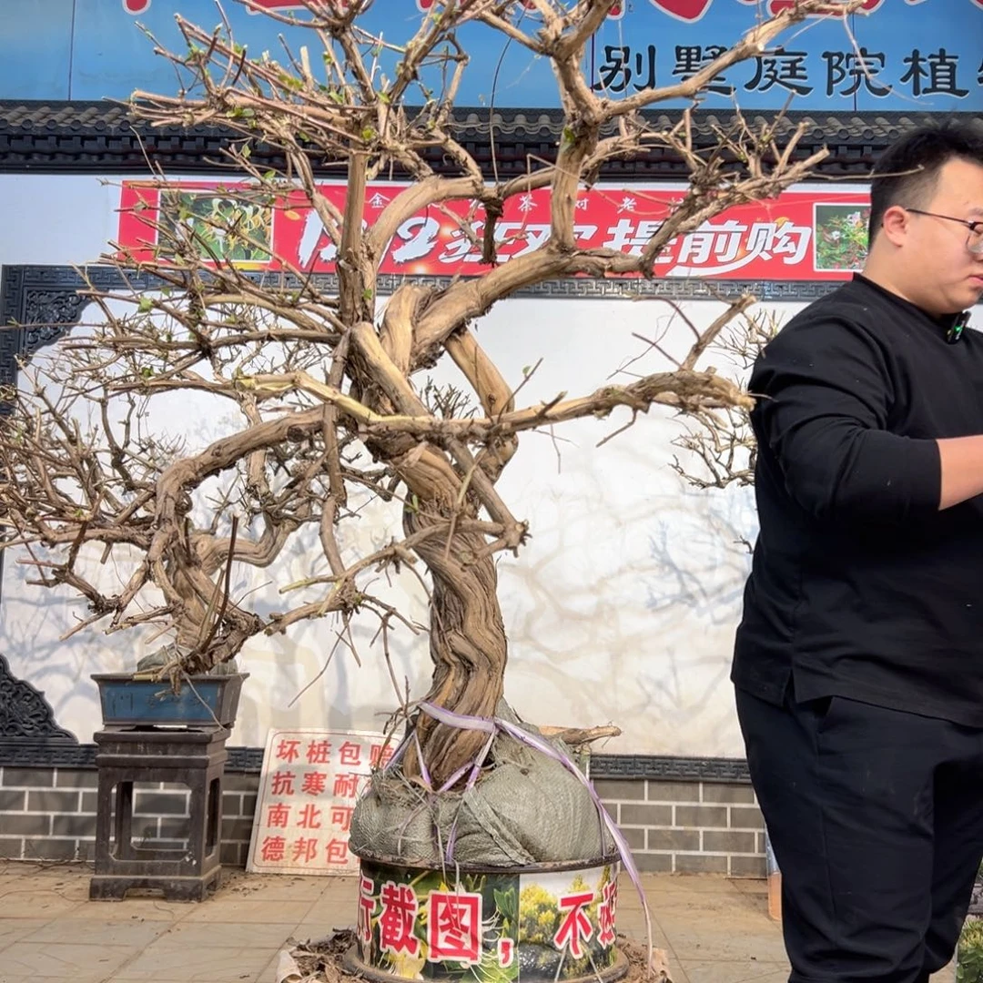 无花朵金银花888888888888