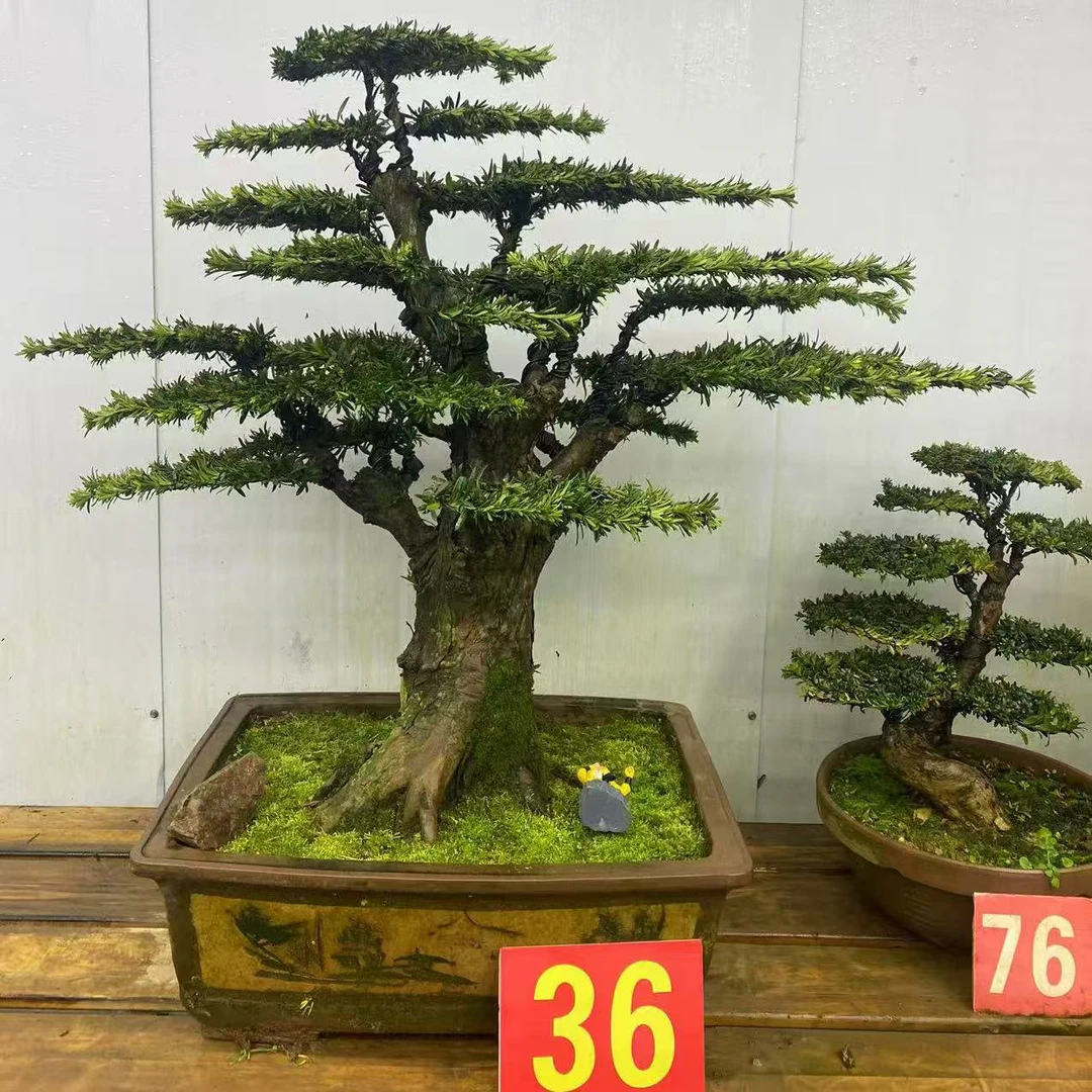 高端罗汉松造型盆景树  四季常绿