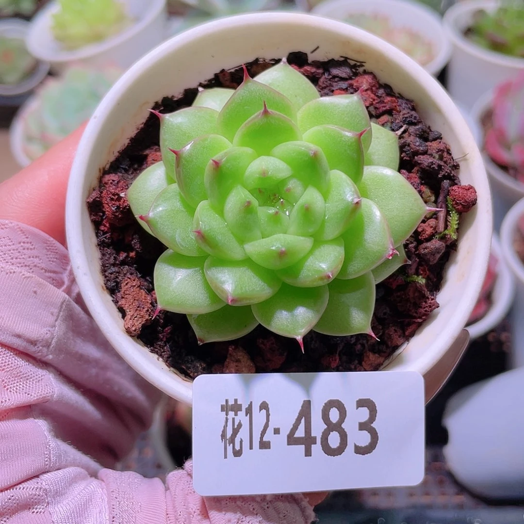 花利美12-483海王