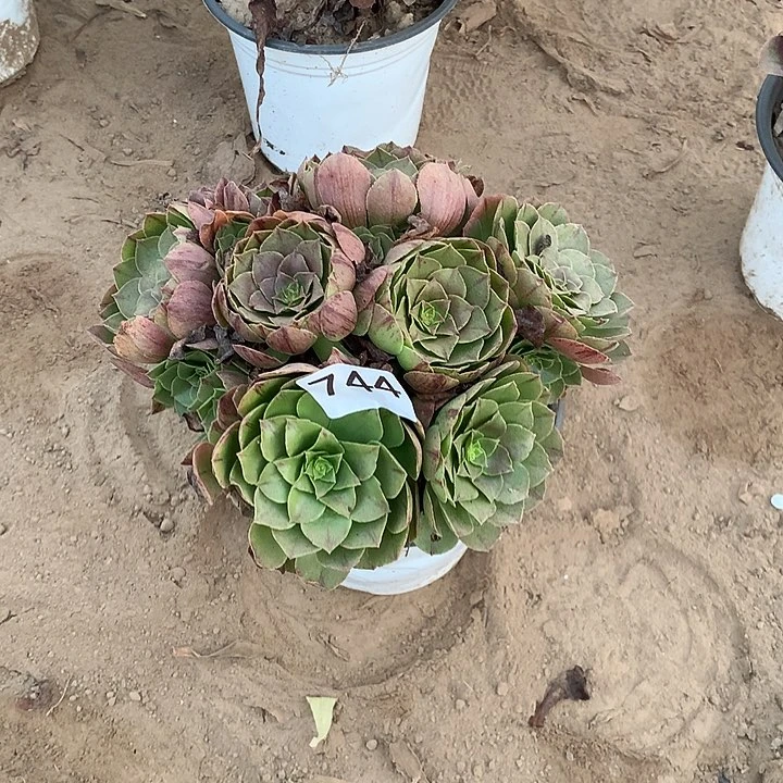 无花朵744万拉丝中