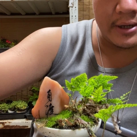 红陶一物一拍所见即所得68