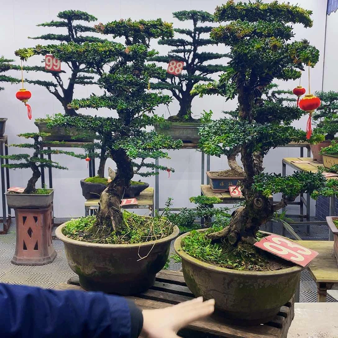 无花朵罗汉松红芽