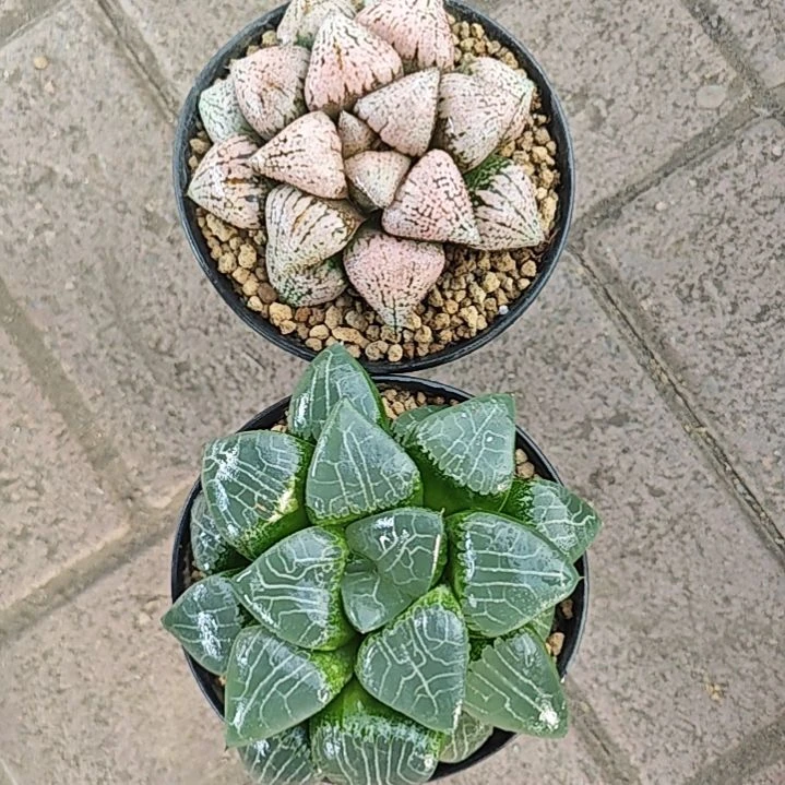 两颗多肉植物原盆土