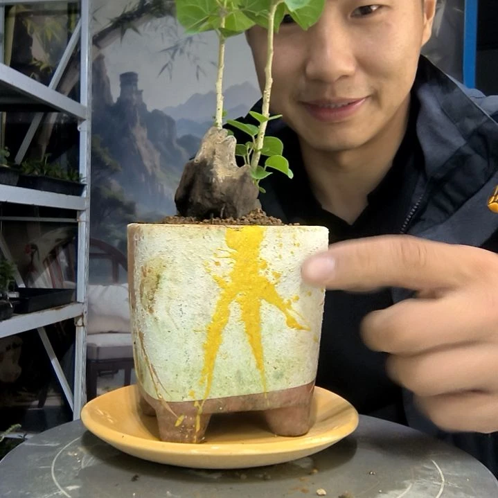 可*熊中青园艺一物一拍9