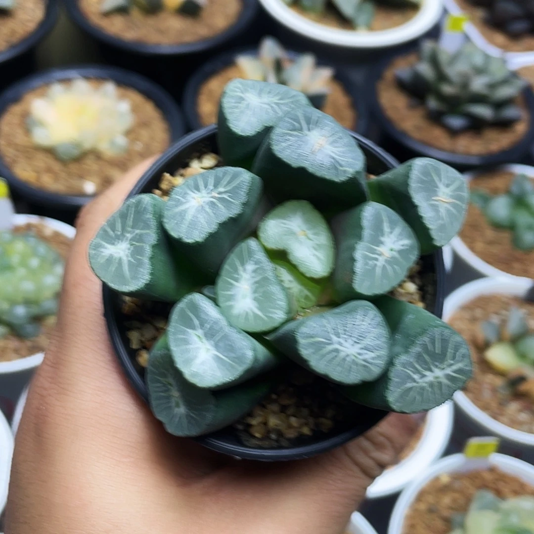 冰河万象十二卷多肉