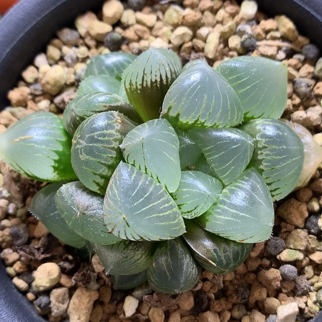 实生大窗诺玉露带盆土发货