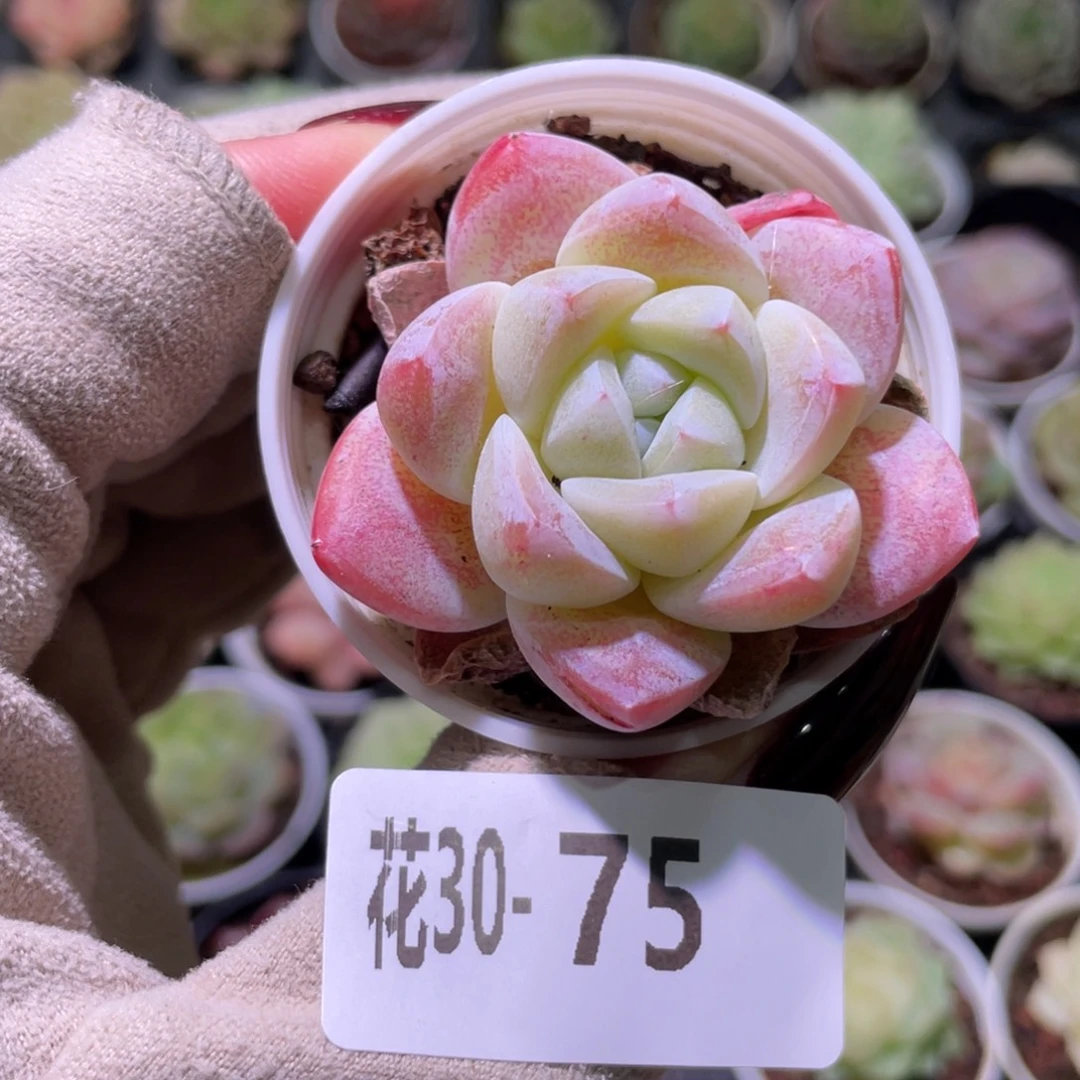 花利美30-75冰玉单头
