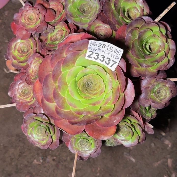 23337魅金玫瑰多肉